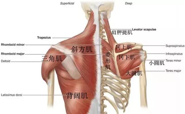 内收主要有大圆肌,胸大肌,菱形肌,背阔肌完成.