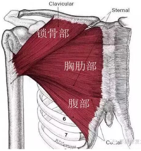 首页 文库中心 胸大肌     上部为锁骨部(借二角胸肌间沟与三角肌相隔