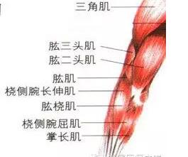肱二头肌