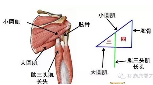 小圆肌