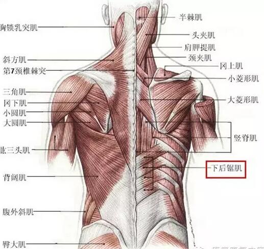 下背竖脊肌_直脊肌_肩颈提肌_头伴肌脊- 楚楚之家