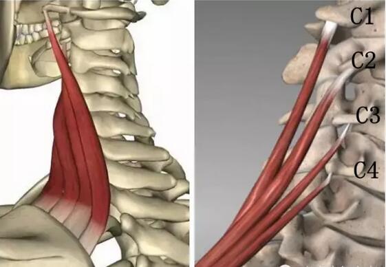 如止点固定,一侧肌收缩可使颈屈向同侧