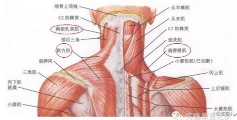 肩胛提肌位于颈项两侧,肌肉向上部位于胸锁乳突肌深侧,下部位于