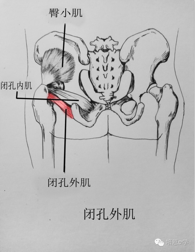 每日一肌第二十三讲-闭孔外肌